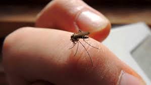 Dengue: Brote epidémico