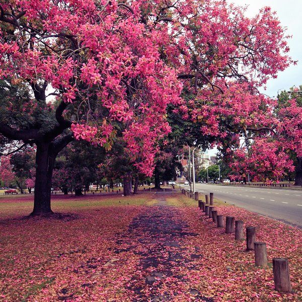 Tinte rosa en la Ciudad